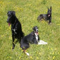 images/galerie/alle_hunde_1.jpg